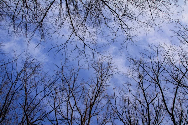 Низкий Угол Обнаженного Дерева Голубым Небом Солнцем Зимний Сезон Смотрит — стоковое фото