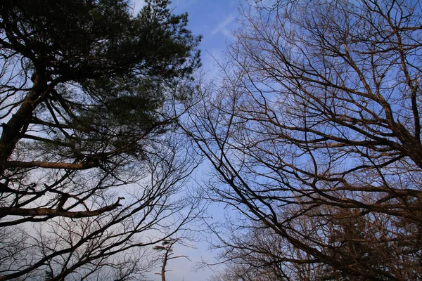 Niski Kąt Gołego Drzewa Niebieskim Niebem Słońcem Sezonie Zimowym Patrzę — Zdjęcie stockowe