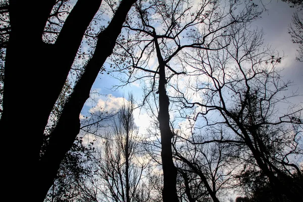 冬季光秃秃的树与蓝天和太阳的低角度 仰望着天空 树枝框架 乡郊风景及自然景色 — 图库照片