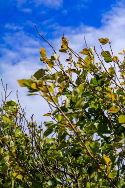 Arka planda mavi gökyüzü olan vahşi doğadaki bitkilerin yakın çekimi. Yeşil ağaçlar ve yeşil yapraklar. Doğa sahnesi.