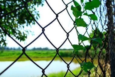 Zincirleme tel örgülerden bakıyorum, göl manzarası ve kırsal alandaki yeşil alanlar, ve çitlerdeki yeşil yapraklar. Doğa sahnesi ve kırsal alan.