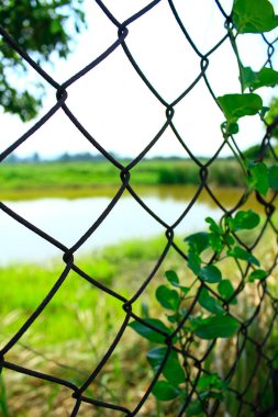 Zincirleme tel örgülerden bakıyorum, göl manzarası ve kırsal alandaki yeşil alanlar, ve çitlerdeki yeşil yapraklar. Doğa sahnesi ve kırsal alan.