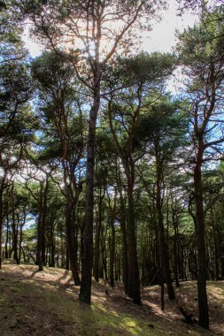 Güneşli bir günde İngiltere 'nin Liverpool kentindeki Formby Sahili (Victoria Road Beach) veya Formby Dunes' a girmeden önceki manzara ve yol sahnesi. Kuzey Batı İngiltere 'nin Merseyside ilçesinde şehir. Doğa sahnesi