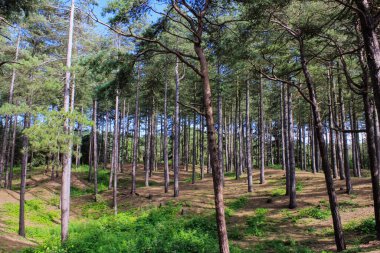 Güneşli bir günde İngiltere 'nin Liverpool kentindeki Formby Sahili (Victoria Road Beach) veya Formby Dunes' a girmeden önceki manzara ve yol sahnesi. Kuzey Batı İngiltere 'nin Merseyside ilçesinde şehir. Doğa sahnesi