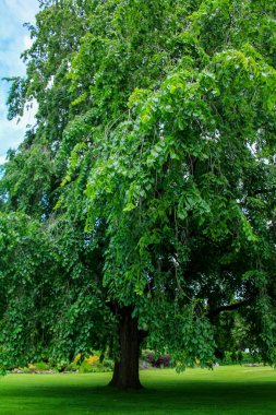 Yeşil ağaçlı Stirling Kalesi 'nin iç manzarası. Stirling şehri, İskoçya, İngiltere, İngiltere. Seyahat ve doğa sahnesi.