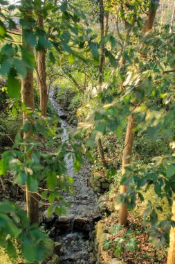 Batı Gölü yakınlarındaki kırsal kesimde ağaçlarla birlikte ormanda küçük bir nehir. Çin 'in Hangzhou şehrinin popüler parkı. Seyahat ve doğa sahnesi.