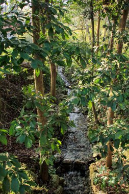 Batı Gölü yakınlarındaki kırsal kesimde ağaçlarla birlikte ormanda küçük bir nehir. Çin 'in Hangzhou şehrinin popüler parkı. Seyahat ve doğa sahnesi.