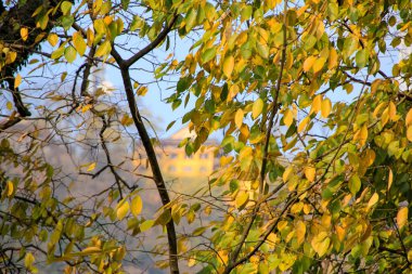 Ön planda sarı ağaç yapraklarının odak noktası ve arka planda bulanık bina. Ağaçların çerçevesi. Batı Gölü 'nde, Hangzhou, Çin' de ünlü bir park. Seyahat ve doğa sahnesi..