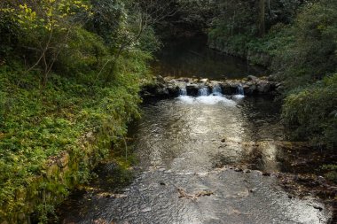 Batı Gölü yakınlarındaki kırsal kesimde ağaçlarla birlikte ormanda küçük bir nehir. Çin 'in Hangzhou şehrinin popüler parkı. Seyahat ve doğa sahnesi.