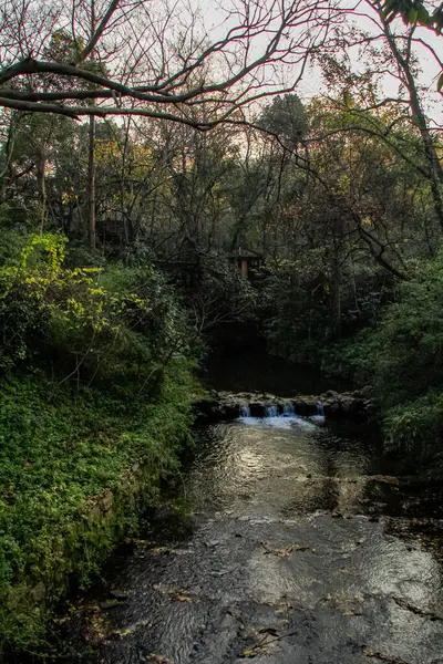 Ένα Μικρό Ποτάμι Στο Δάσος Δέντρα Στην Ύπαιθρο Κοντά Στη — Φωτογραφία Αρχείου