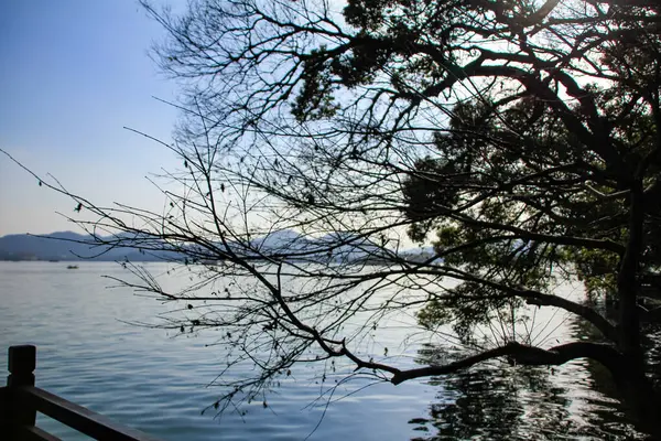 西湖静谧的海景从中国馆看去 外面是一株光秃秃的树 旅行和自然景观 杭州人民公园中国 — 图库照片