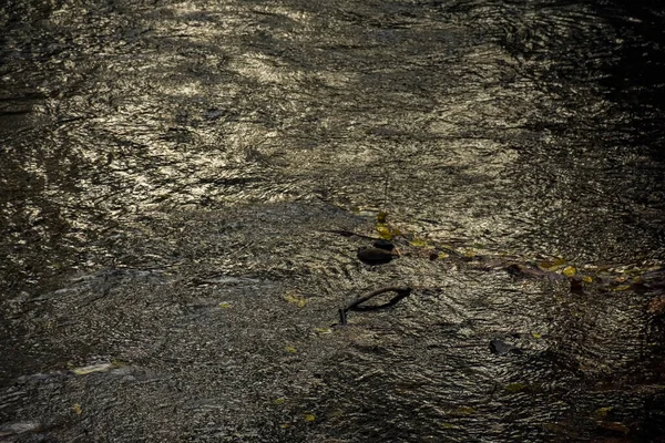 Une Petite Rivière Dans Forêt Avec Les Arbres Dans Campagne — Photo