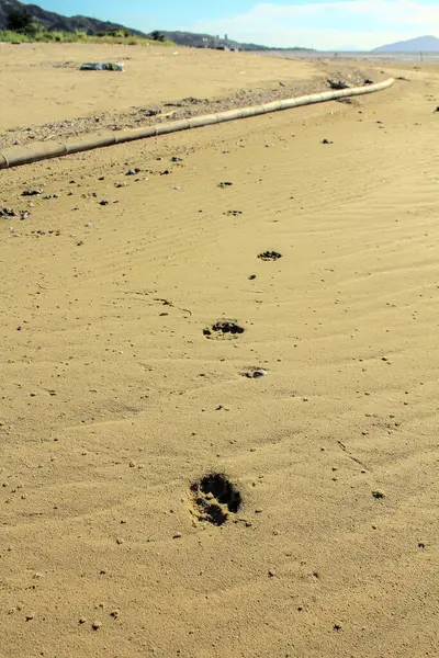 Dog footprints in the sand in Ha Pak Nai, Yuen Long, Hong Kong. Travel and nature scene.