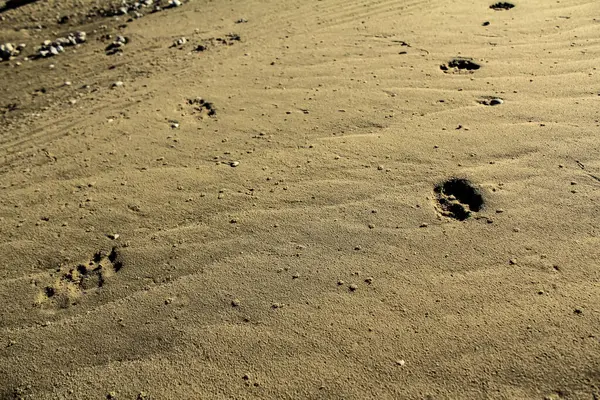 Dog footprints in the sand in Ha Pak Nai, Yuen Long, Hong Kong. Travel and nature scene.