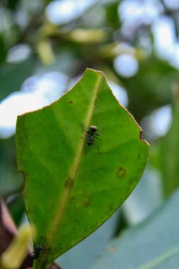 Üzerinde karınca olan yeşil yaprakların yakın çekimi. Doğa sahnesi ve vahşi yaşam sahnesi.