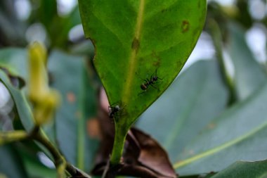 Üzerinde karınca olan yeşil yaprakların yakın çekimi. Doğa sahnesi ve vahşi yaşam sahnesi.