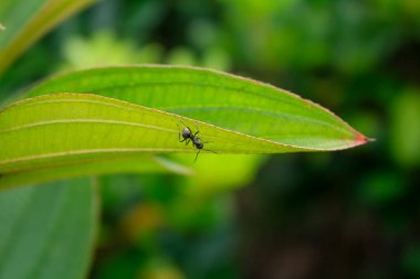 Üzerinde karınca olan yeşil yaprakların yakın çekimi. Doğa sahnesi ve vahşi yaşam sahnesi.