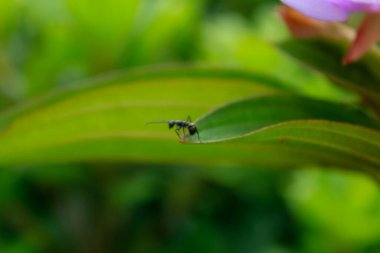 Üzerinde karınca olan yeşil yaprakların yakın çekimi. Doğa sahnesi ve vahşi yaşam sahnesi.