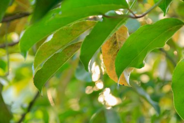 Arka ışıklandırmalı ve mavi gökyüzü olan yeşil yaprakların yakın çekimi. Doğa sahnesi.