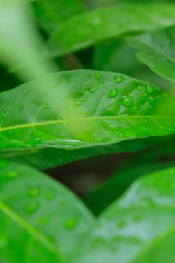 Su damlaları olan yeşil yapraklara yakın çekim. Doğa sahnesi.
