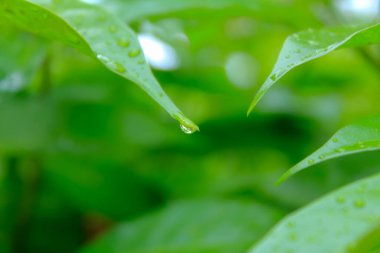Su damlaları olan yeşil yapraklara yakın çekim. Doğa sahnesi.
