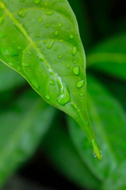 Su damlaları olan yeşil yapraklara yakın çekim. Doğa sahnesi.