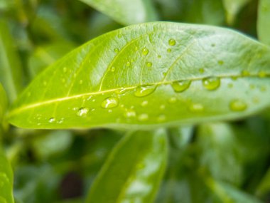 Su damlaları olan yeşil yapraklara yakın çekim. Doğa sahnesi.