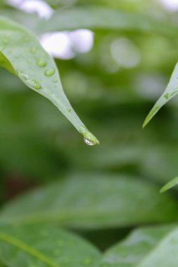 Su damlaları olan yeşil yapraklara yakın çekim. Doğa sahnesi.