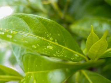 Su damlaları olan yeşil yapraklara yakın çekim. Doğa sahnesi.