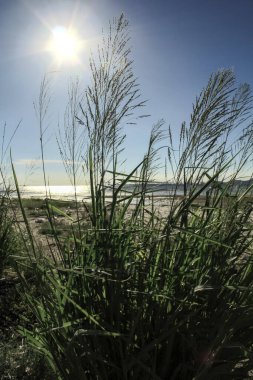 Panicum virgatum 'a yakın çekim. Kırsal alanda güneş ışığı var. Vahşi bitkiler ve yabani otlar. Doğa sahnesi.