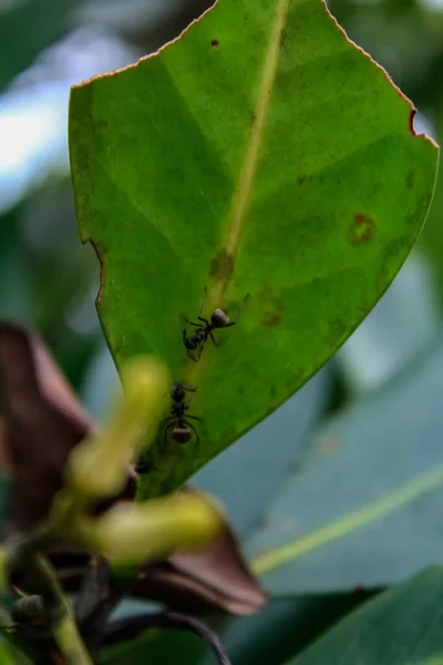 Close-up of green leaves with an ant on it. Nature scene and wildlife scene.