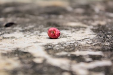 Yere düşen meyvenin yakın çekimi.. 