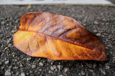 Güneş ışığıyla düşen yaprakların yakın çekimi. Doğa sahnesi.