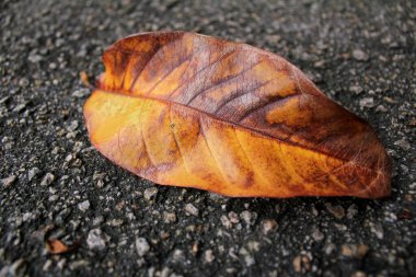 Güneş ışığıyla düşen yaprakların yakın çekimi. Doğa sahnesi.