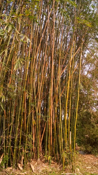 stock image The view of the bamboo forest. Nature scene.