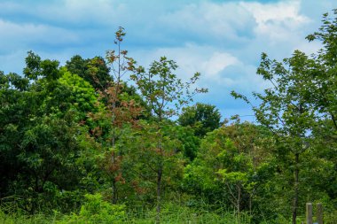 Ağaçlı bir kırsal alan manzarası. Doğa ve kentsel olmayan sahne.