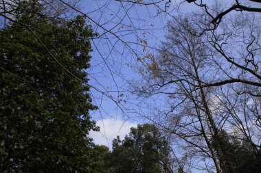 Ağaçların alçak açısı ve gökyüzü. Doğa sahnesi.