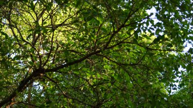 Ağaçların alçak açısı ve gökyüzü. Doğa sahnesi.