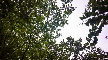 Ağaçların alçak açısı ve gökyüzü. Doğa sahnesi.