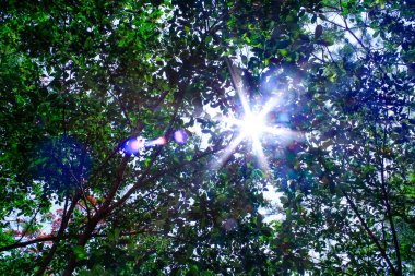 Güneş ışığı ve gökyüzü olan ağaçların alçak açılı görüntüsü. Doğa sahnesi.