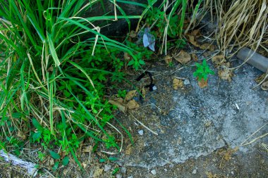 Kırsal kesimdeki yeşil otların yakınına. Kırsal ve doğa sahnesi.