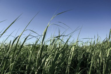 Kırsal kesimdeki yeşil otların yakınına. Kırsal ve doğa sahnesi.