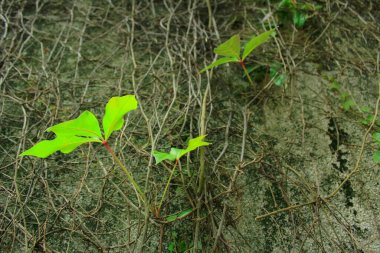 Yeşil yapraklara yakın çekim. Bitki konsepti. Bitki ve doğa.