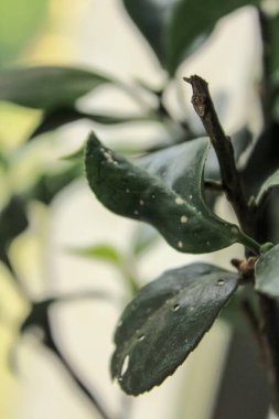 Yeşil yapraklara yakın çekim. Bitki konsepti. Bitki ve doğa.