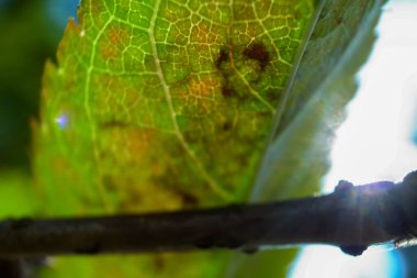 Yeşil yapraklara yakın çekim. Bitki konsepti. Bitki ve doğa.