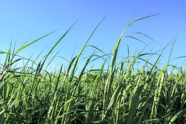 stock image Close-up of the green grasses in the countryside. Rural and nature scene.