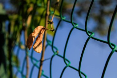 Çitteki yaprağın yakın çekimi. Kırsal ve doğa manzarası. Bitki konsepti