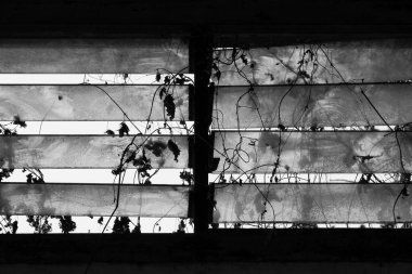 Pencerenin üzerinde siyah beyaz ağaç dalları olan yakın plan. Siluette ağaç dalı. Kır manzarası.