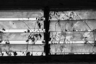 Pencerenin üzerinde siyah beyaz ağaç dalları olan yakın plan. Siluette ağaç dalı. Kır manzarası.