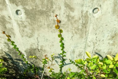 Yaprakların gradyan rengini duvara yaklaştır. Doğa sahnesi.
